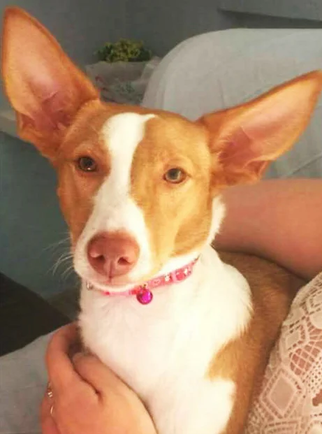 Kuki, Vals Podenco Rescue, Malaga, Spain