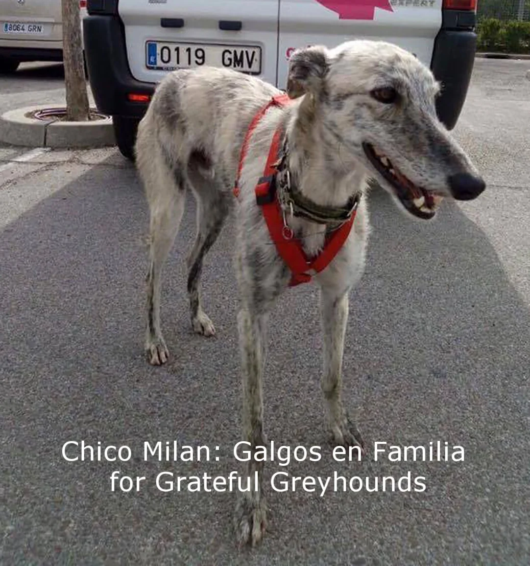 Chico Milan2.jpg