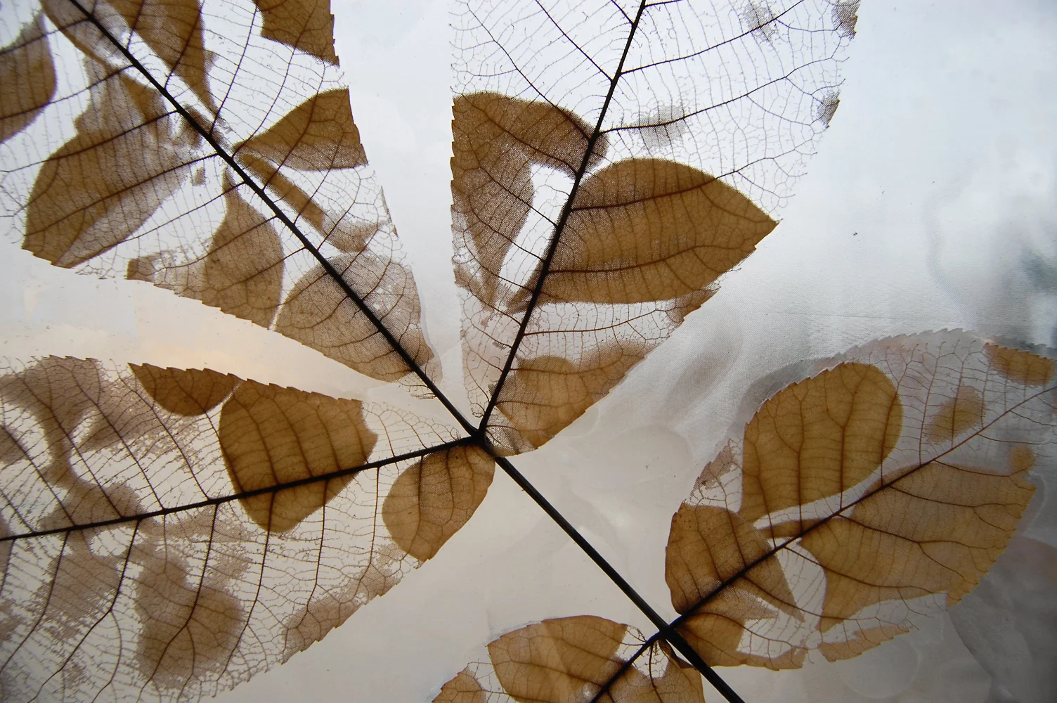 08Barbier_detail_ Hickory_Minus_Barberry.jpg