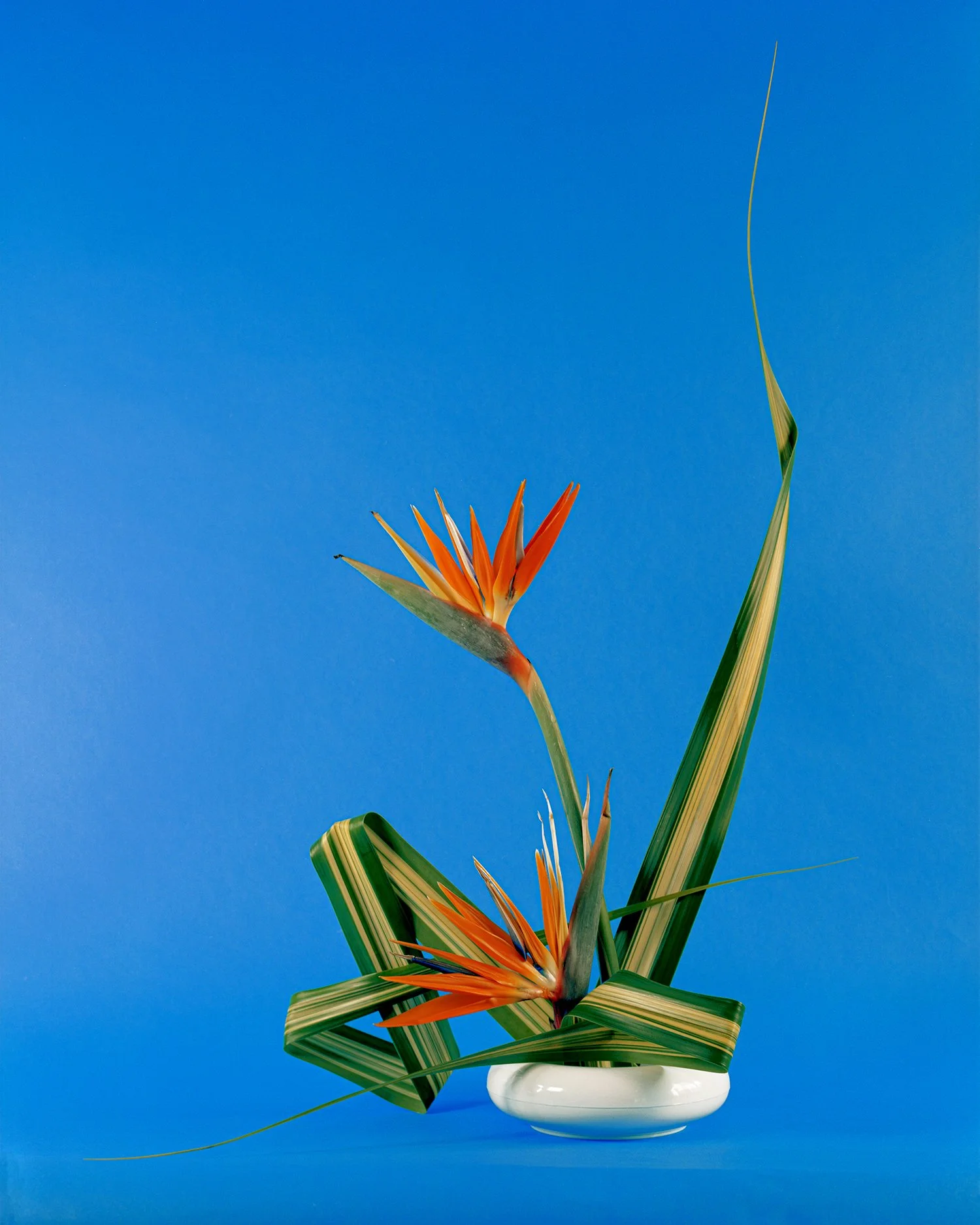 Ikebana collaboration with Emily Scott