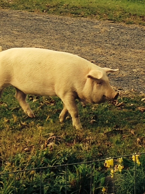 pig behind fence.jpg