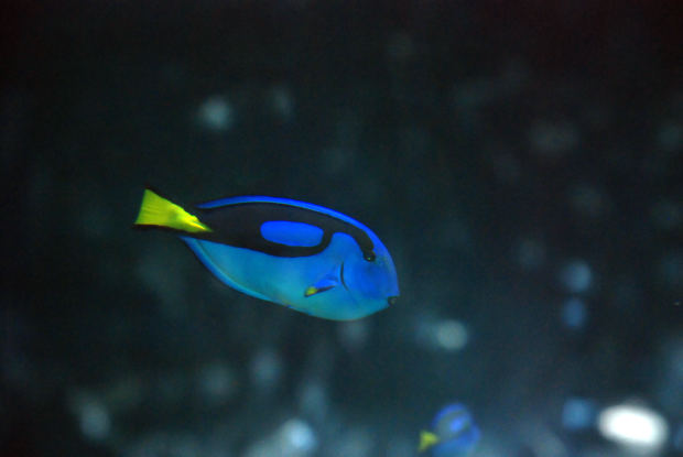 fish