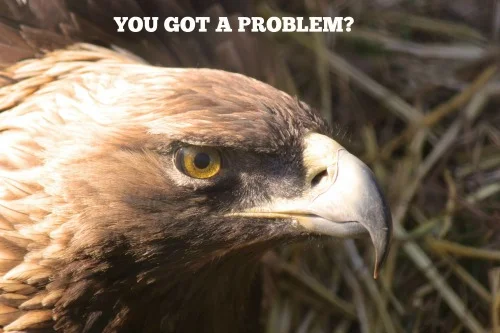 bird angry.jpg
