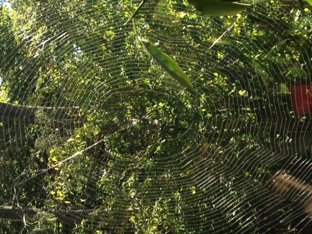 web in daylight.jpg