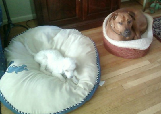 champ and bonbon wrong bed1s.jpg