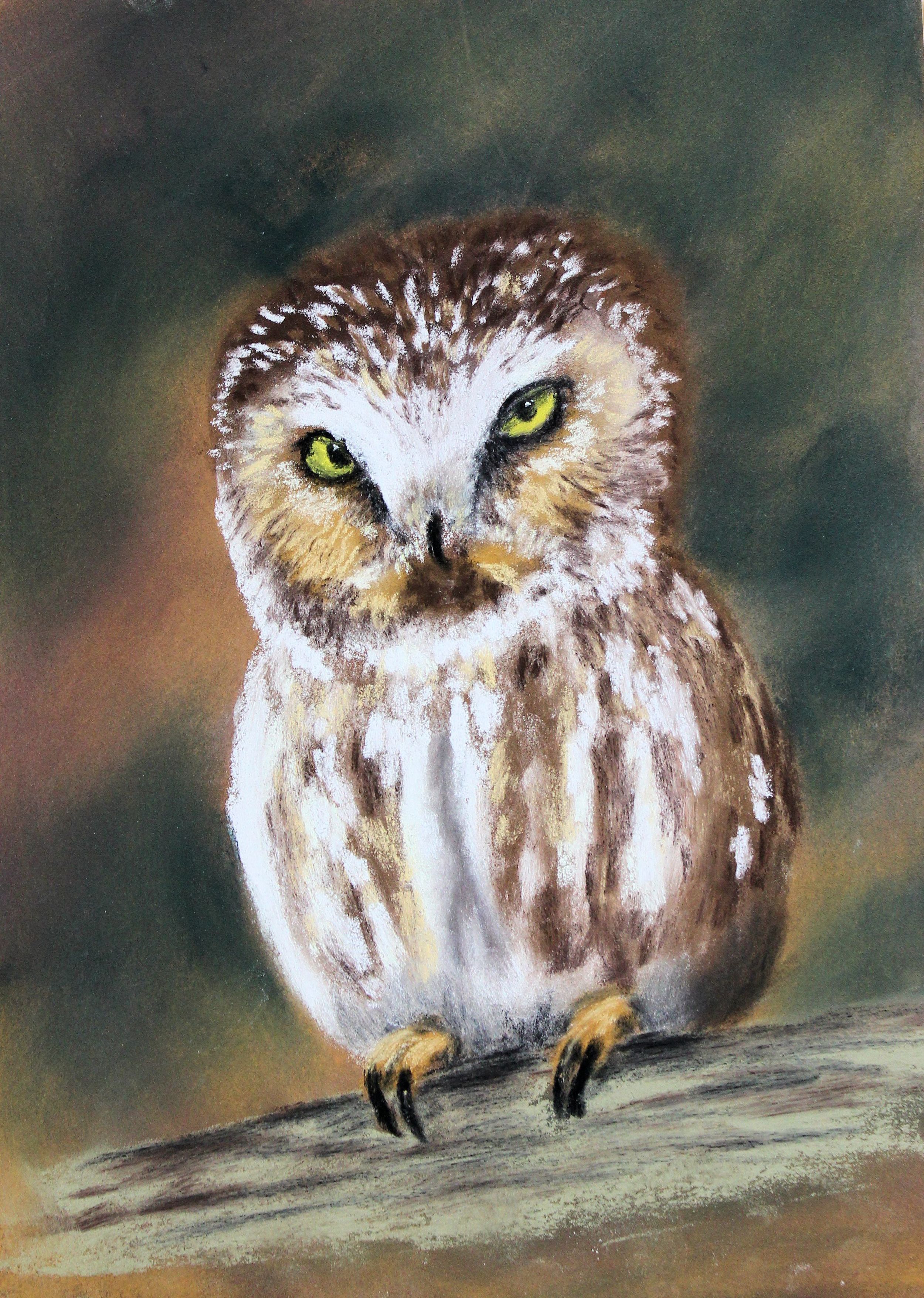 "Owl study 1"
