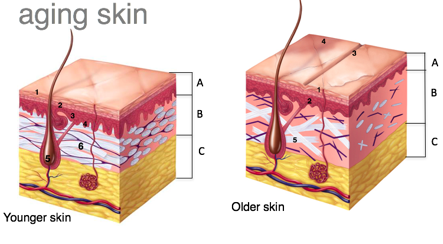 Aging Skin: The Mattress and the Boxspring