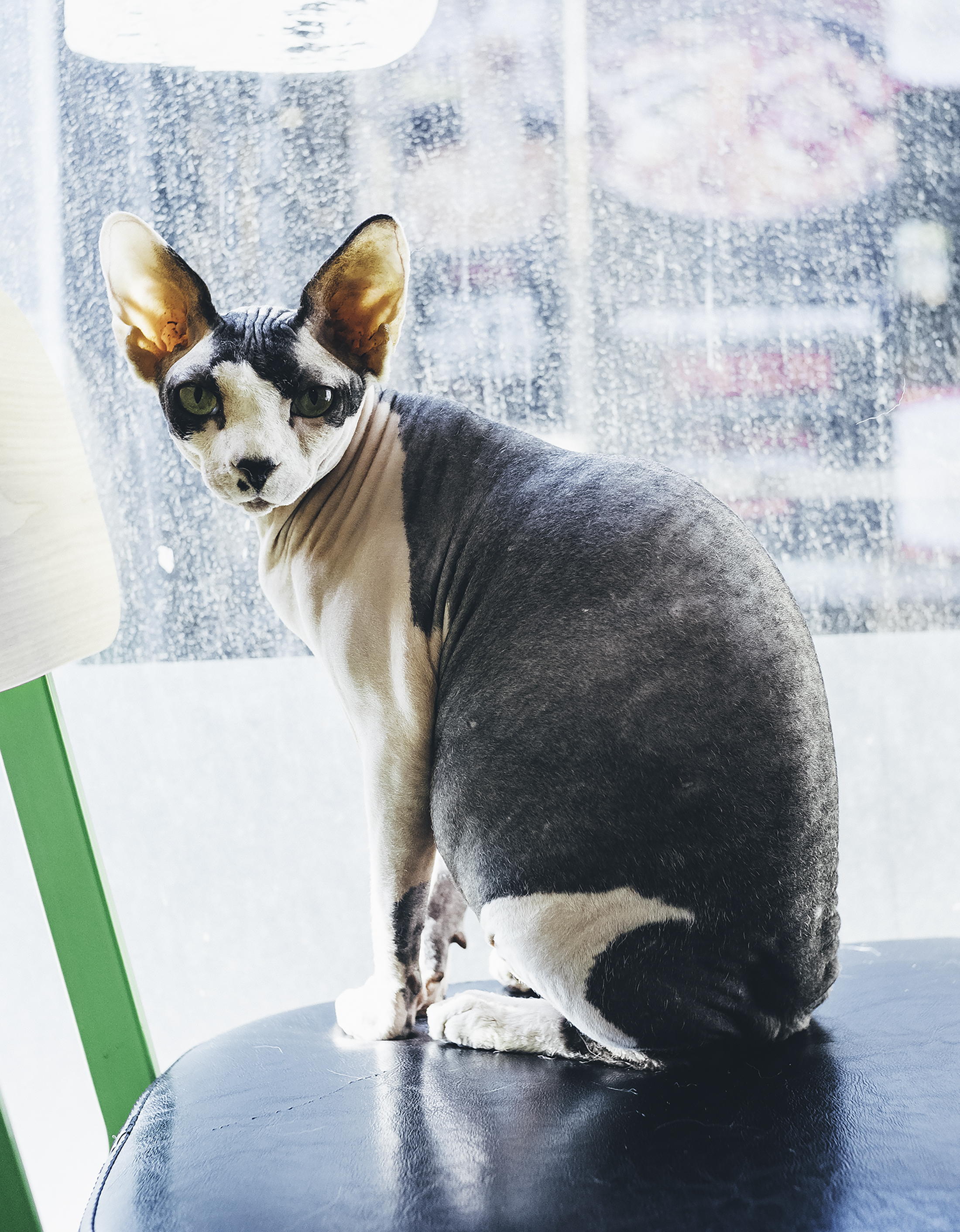 meow1.jpg