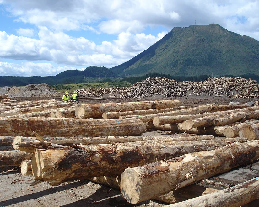 Pinetech-Pacific-Log-Studies.jpg