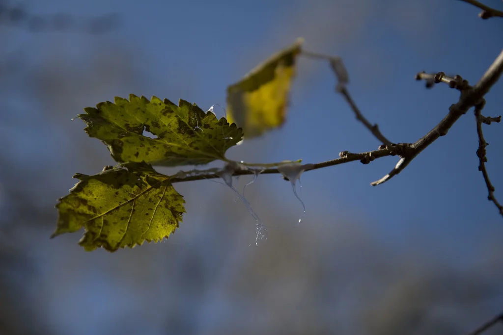 glue-leaf.jpg