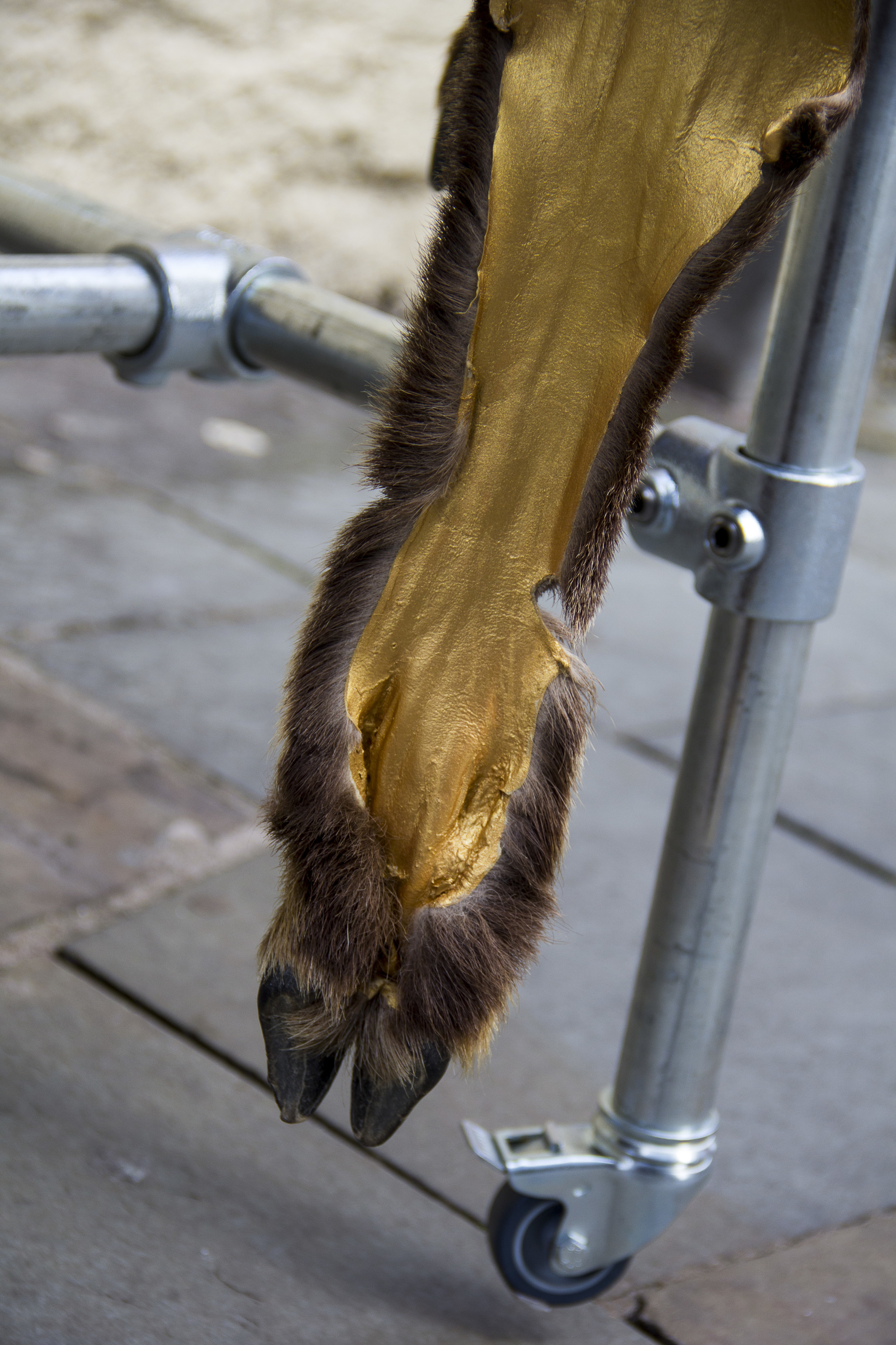 FACTGoat_2_©ChristopherRobbins.jpg