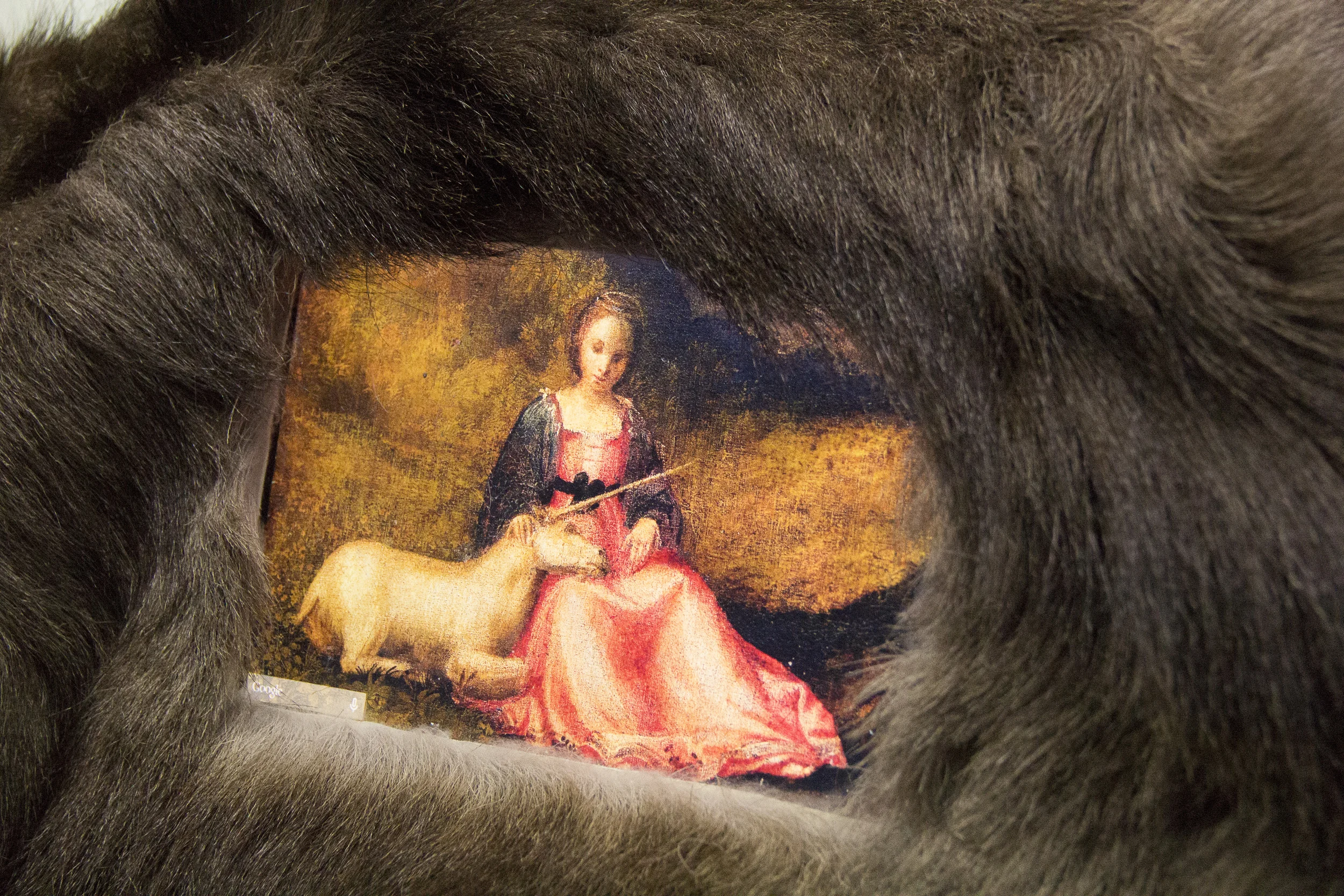 FACTGoat_3_©ChristopherRobbins.jpg