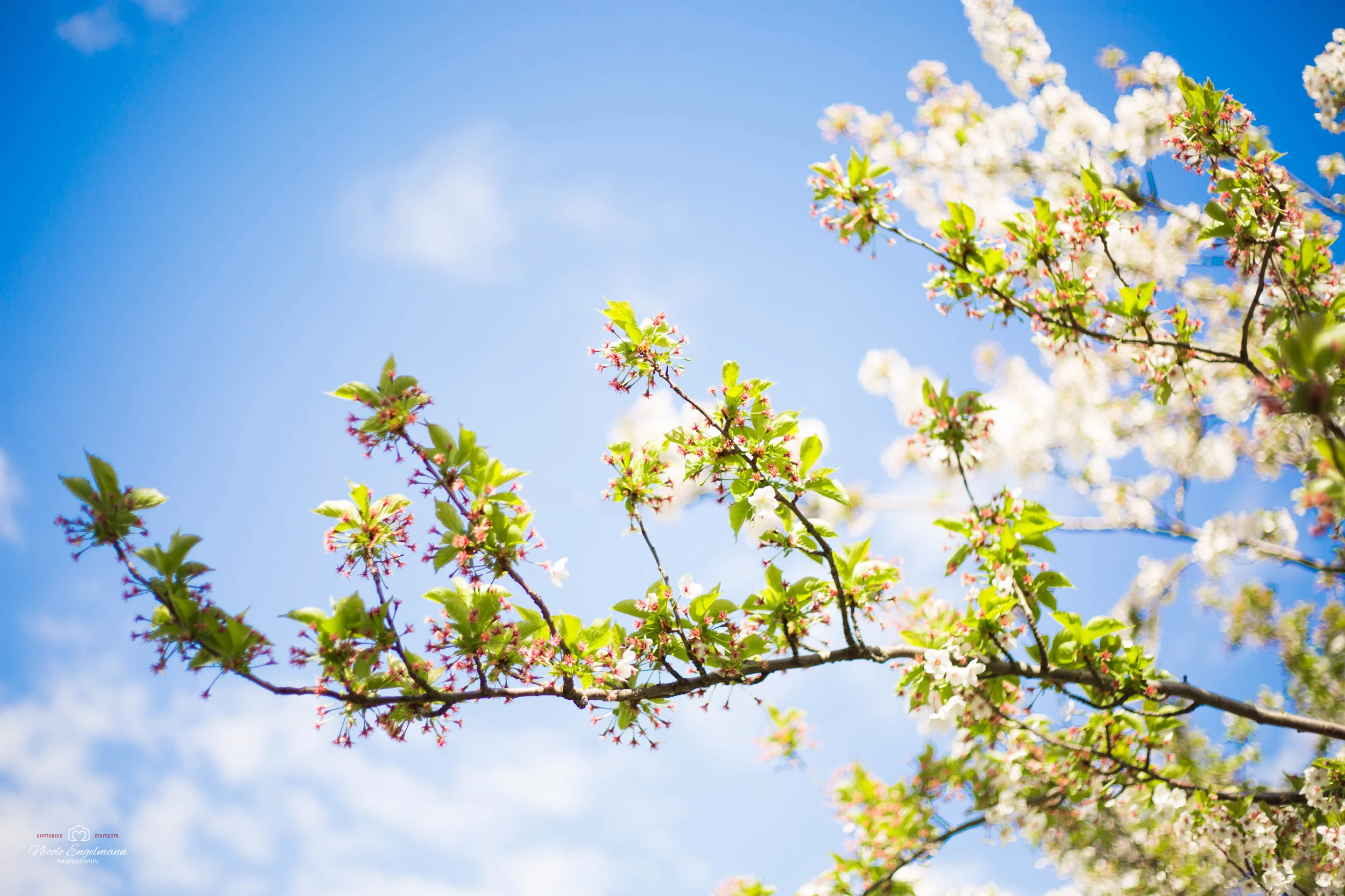Spring Flowers-1.jpg