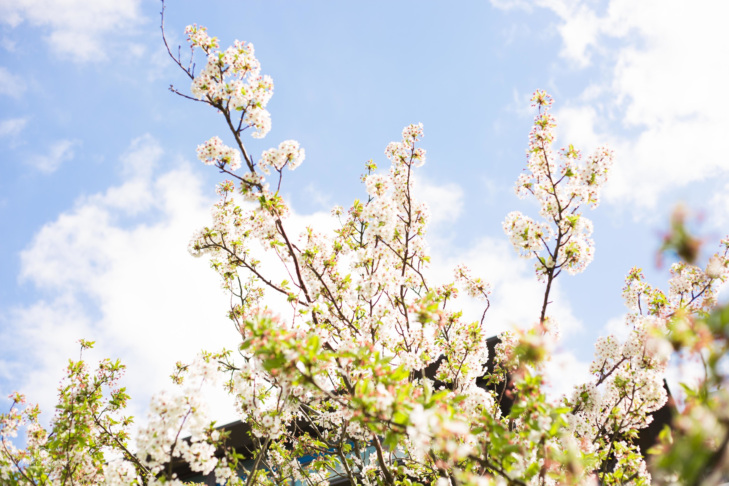 Spring Flowers-7.jpg