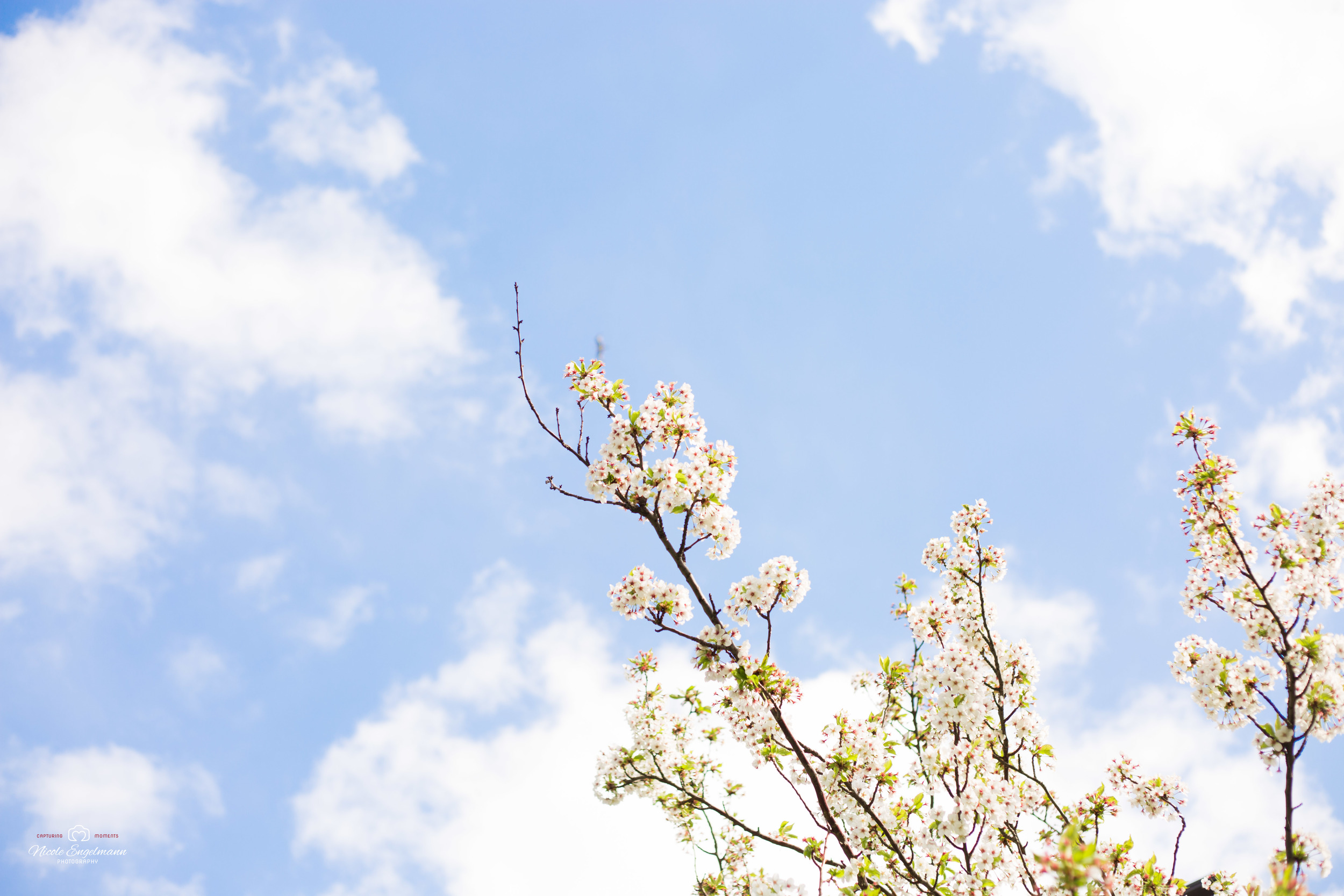 Spring Flowers-9.jpg