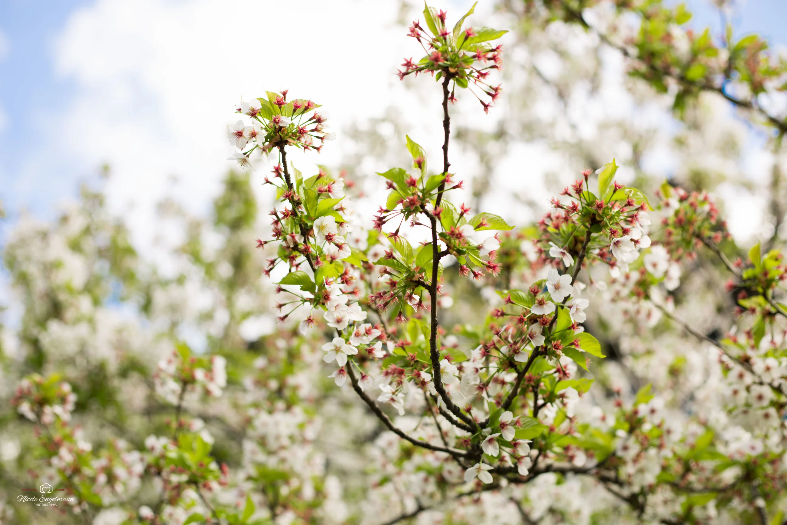 Spring Flowers-10.jpg