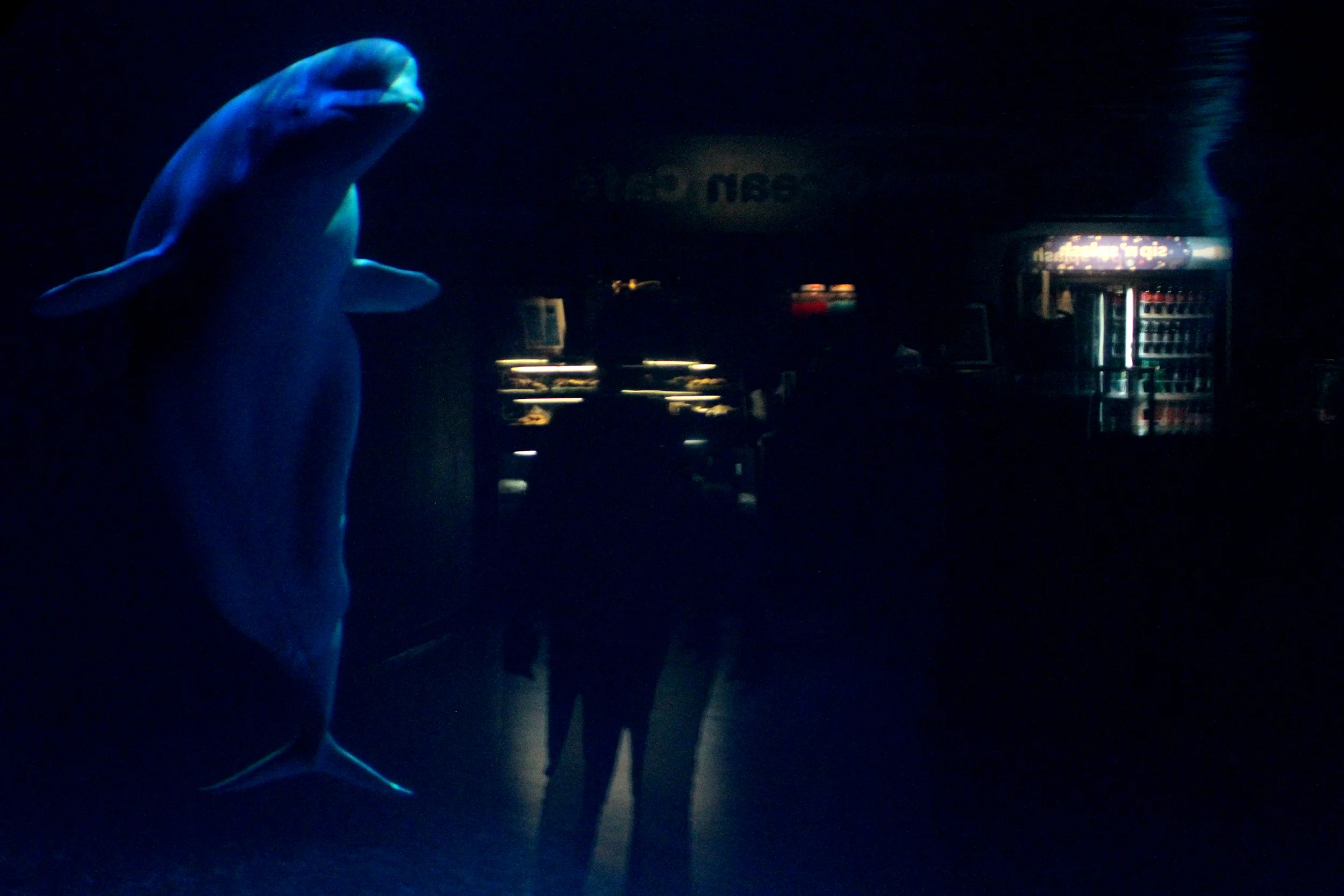 Houser_SheddBeluga.jpg