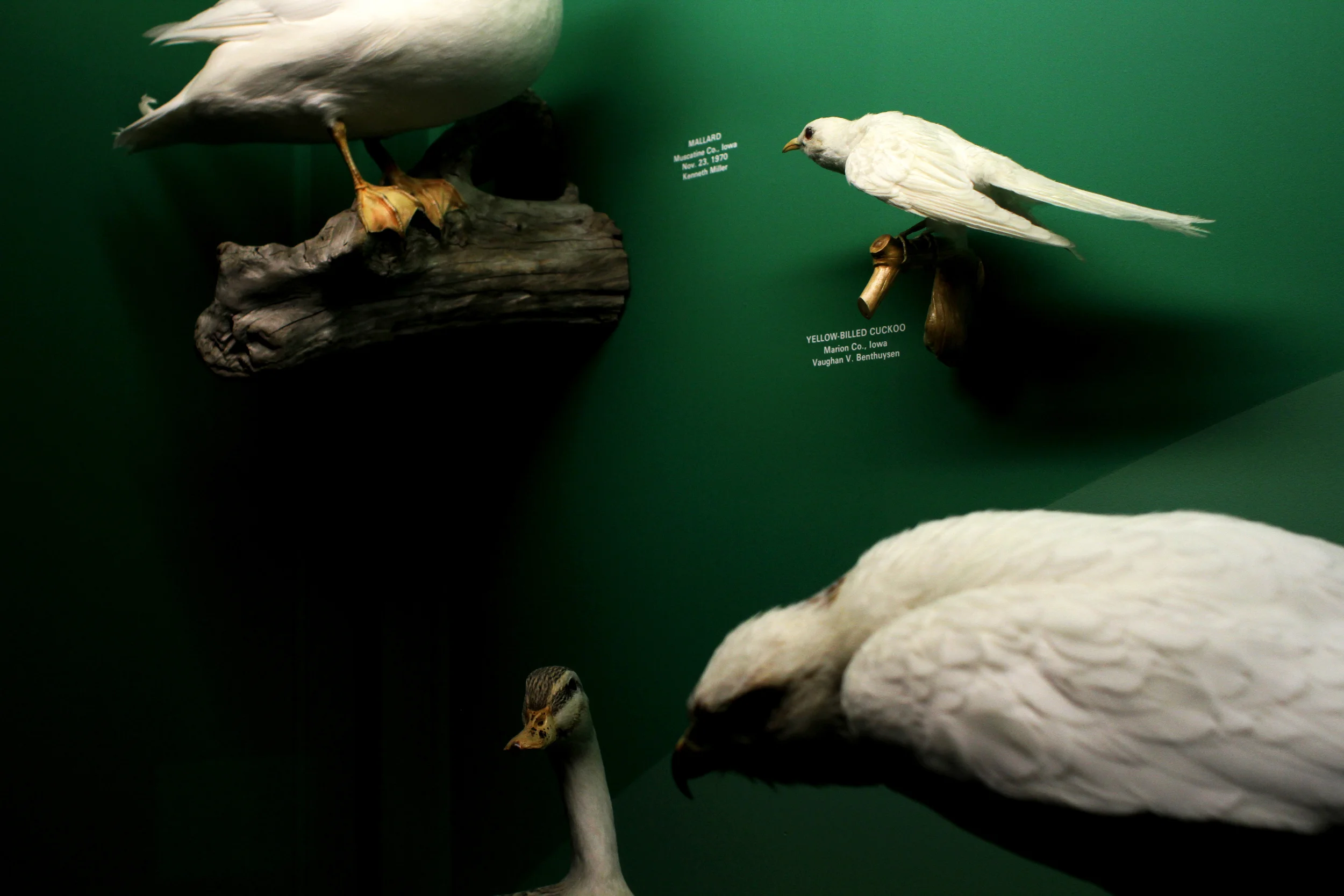 Houser_Albino_Green_IA2.jpg
