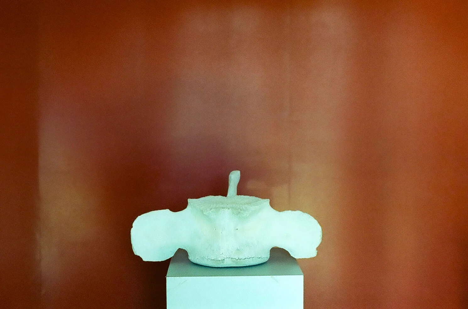Houser_WhaleVert.jpg