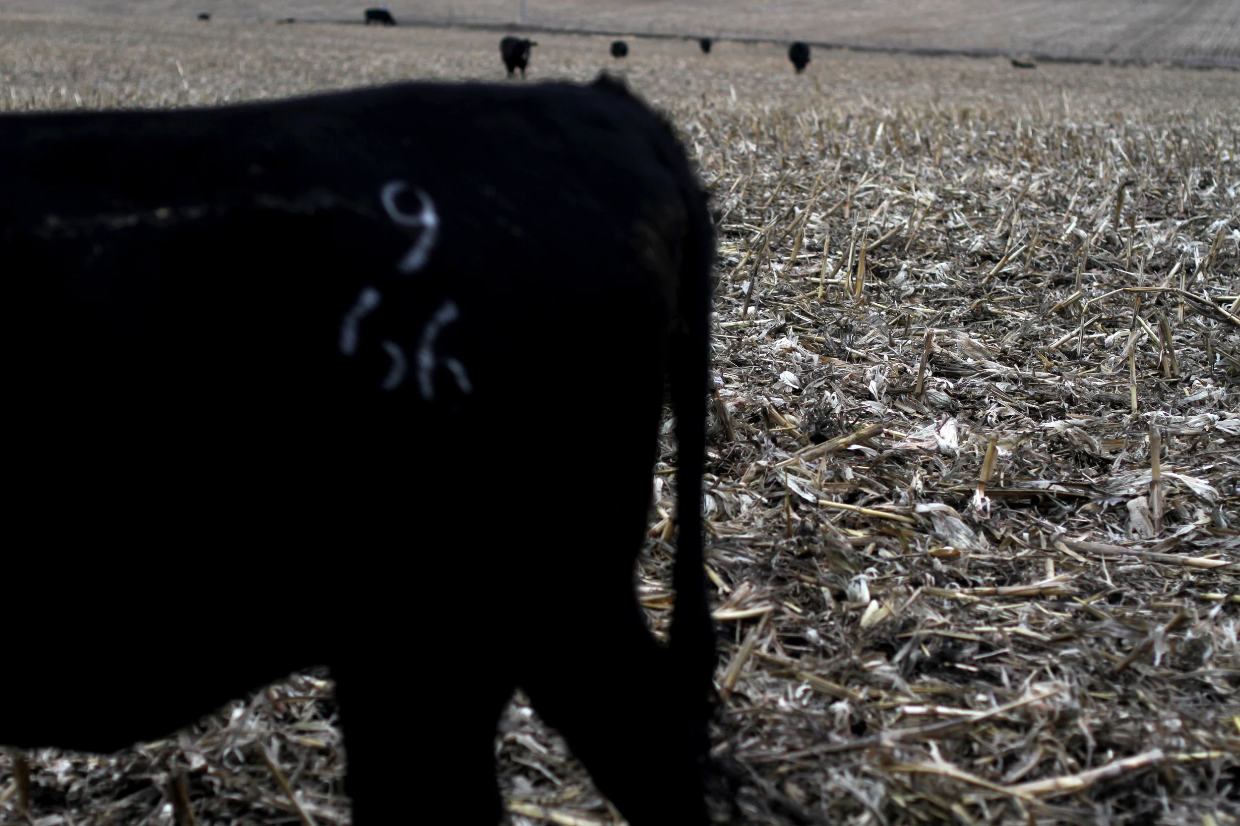 Houser_cows2.jpg