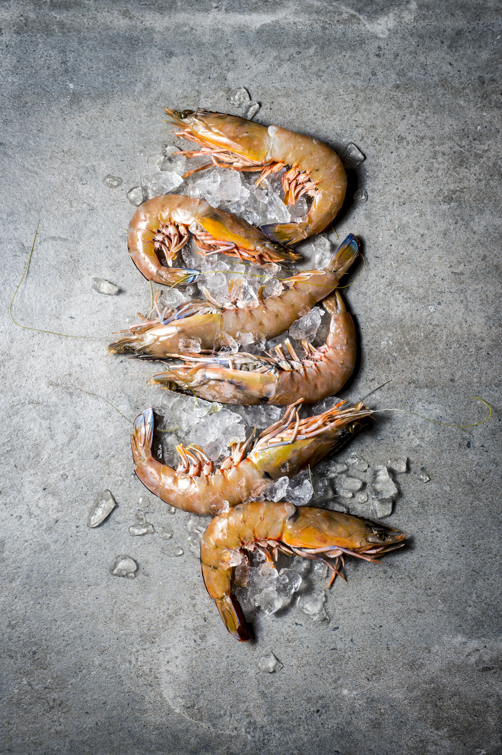 Sam Pizone - Phoebe Powell- Small for Web.JPG