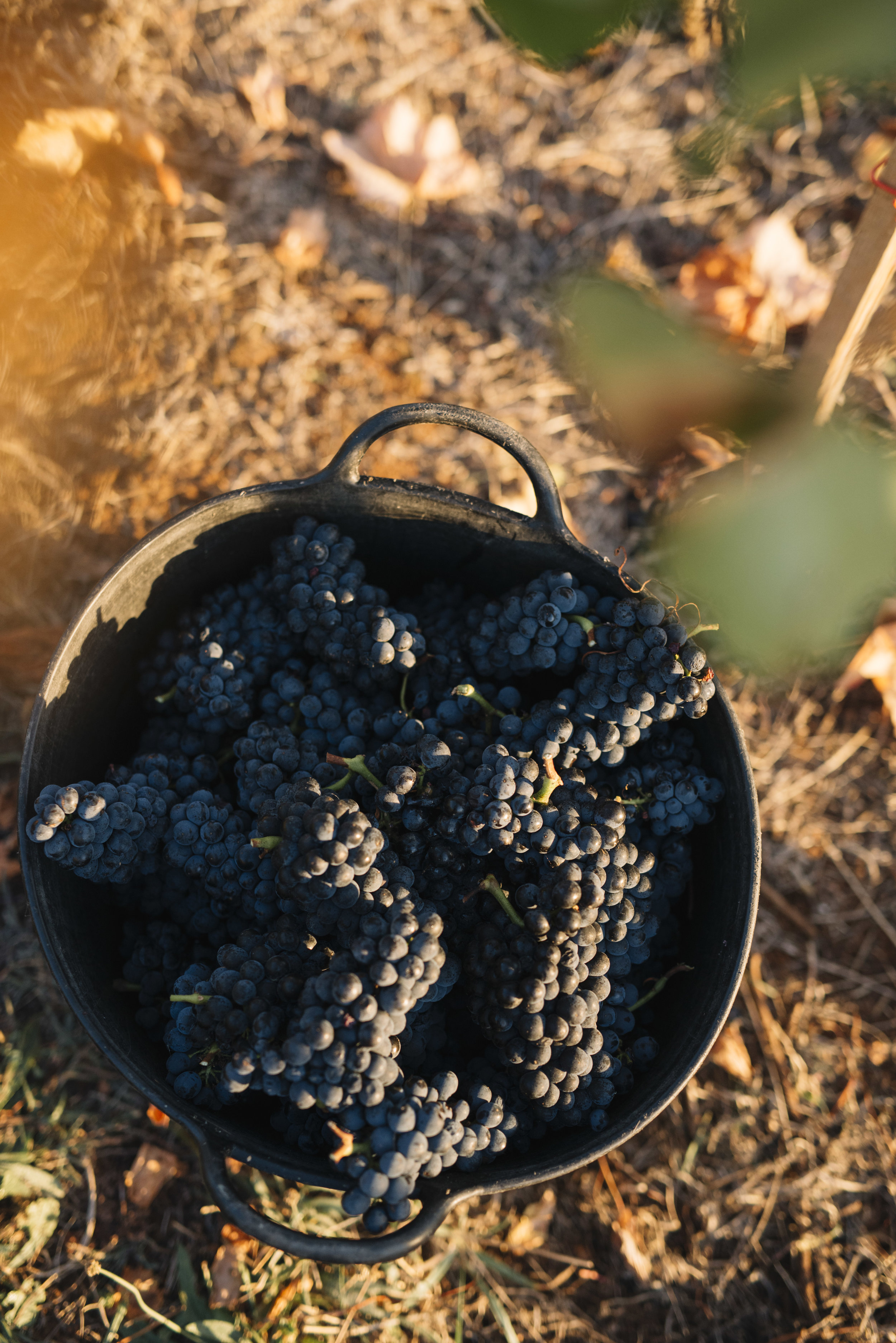 Gembrook - March _27.JPG