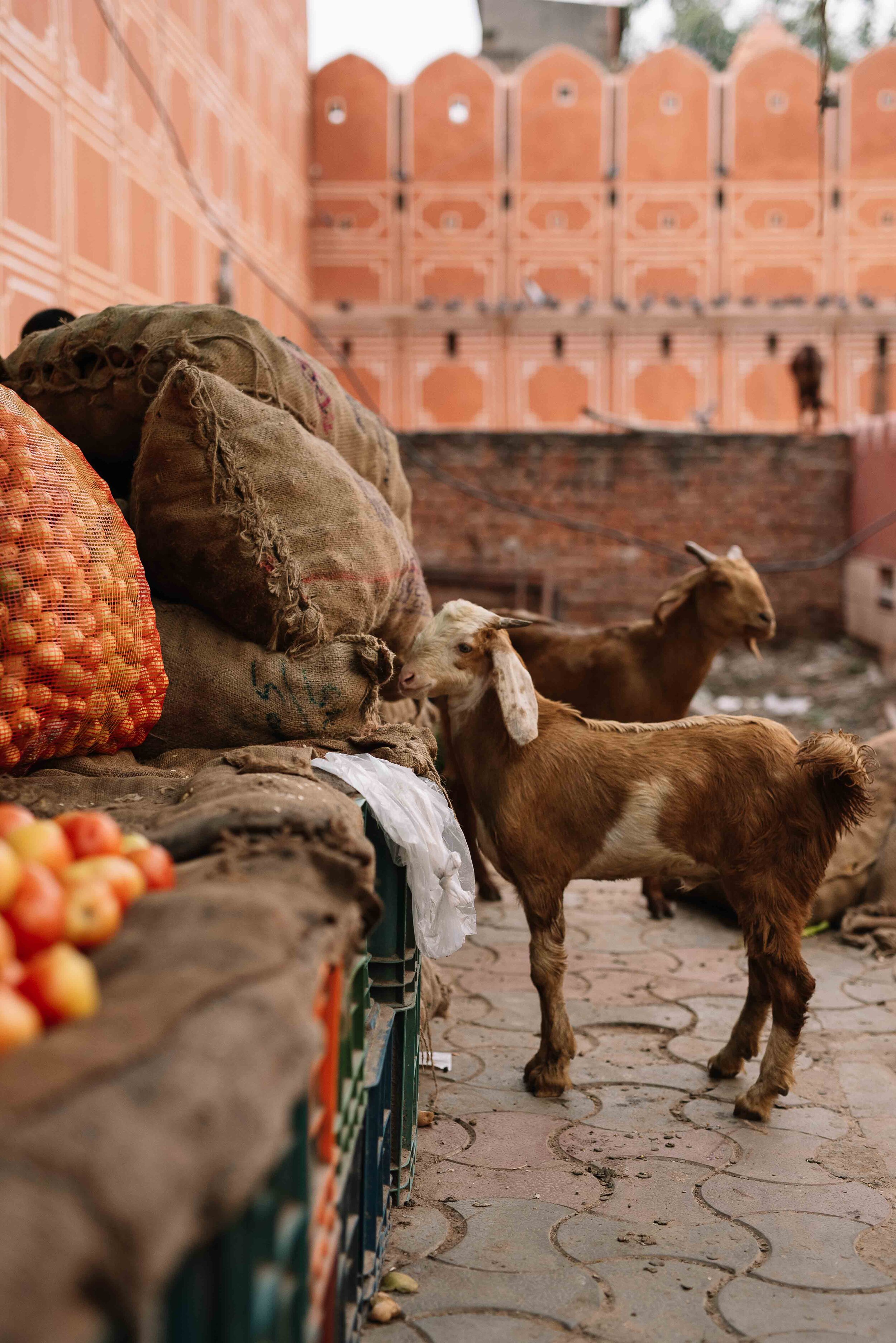 Frankie x G Adventures PHOEBE POWELL ©_19.JPG