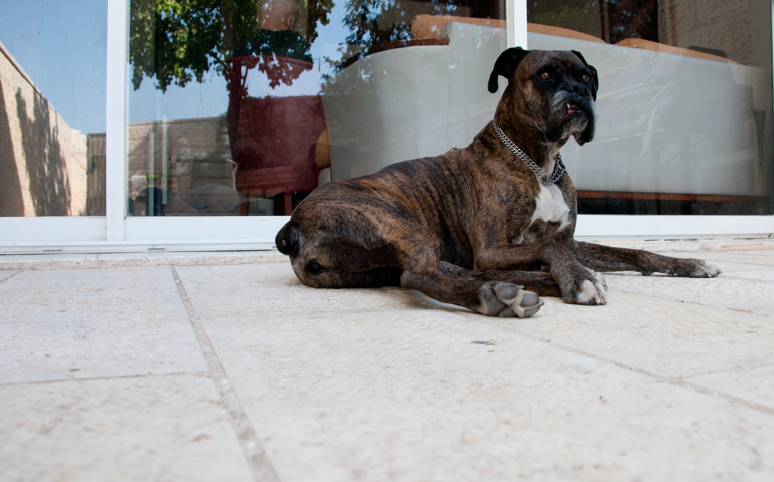 Tigger in the yard, July 2013