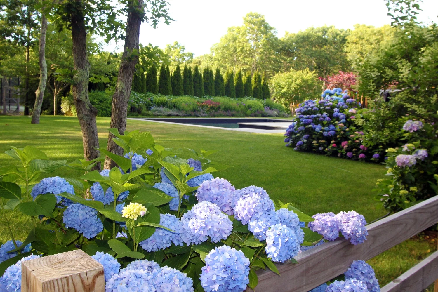 hydrangea fence the hamptons.jpg