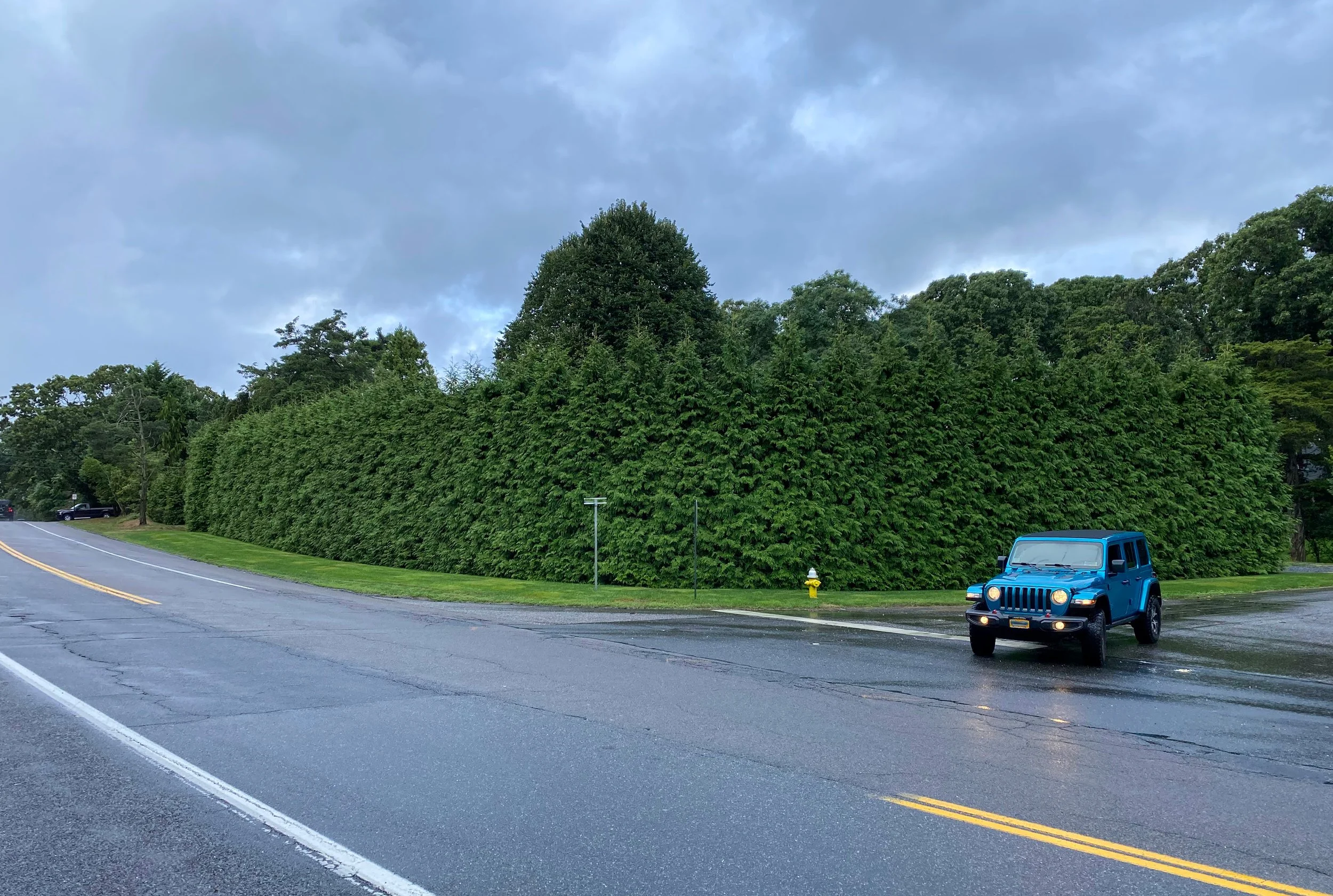 Privacy screening trees