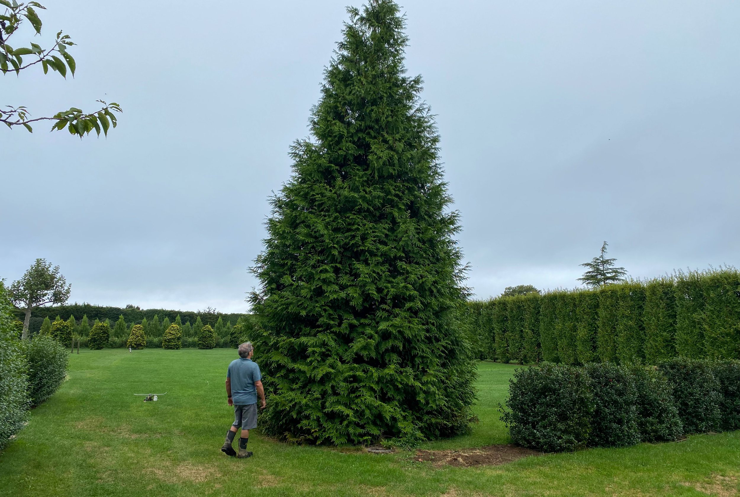 Screening trees 