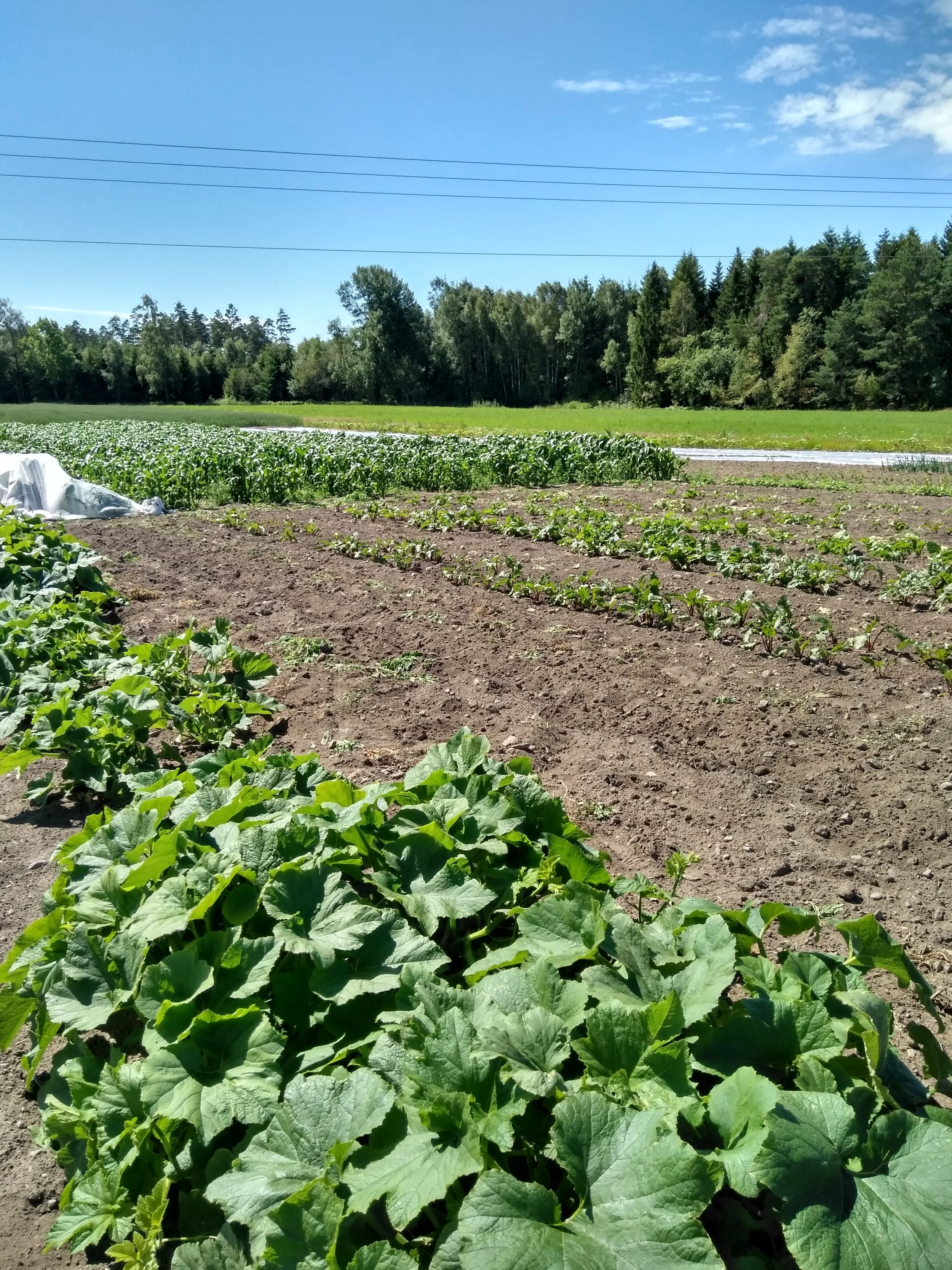 Gresskarplanter i forgrunnen, mais lengst unna. Bilde tatt 14.juli 2017. 
