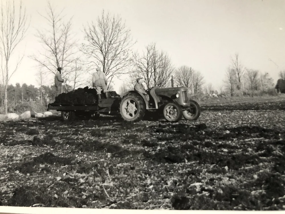  Nils kjører David Brown traktoren mens 2 stk sprer ut møkka. 