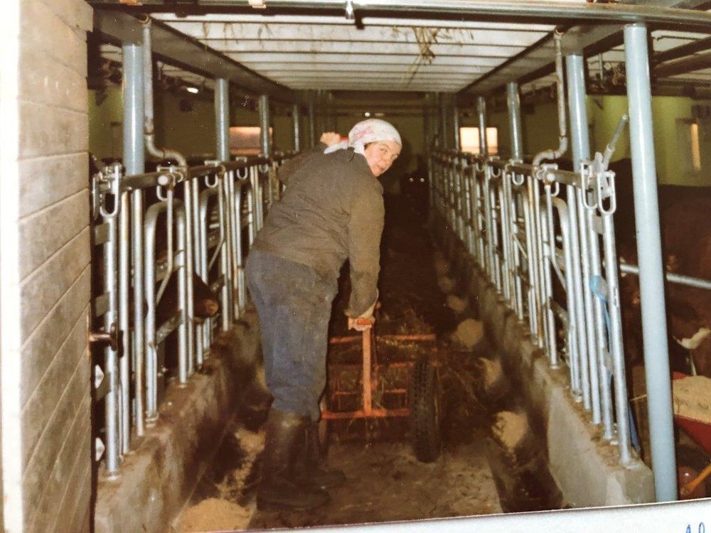 Vera legger ut silo med hjulgrabben i det nye fjøset i 1980.jpg
