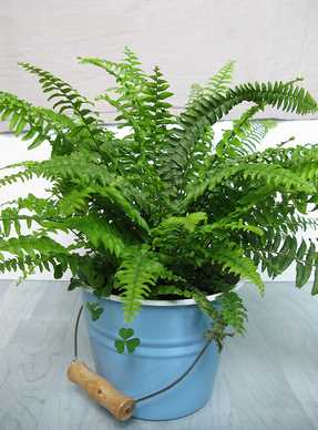 Boston Fern