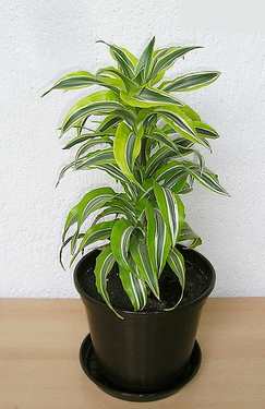 Dracaena