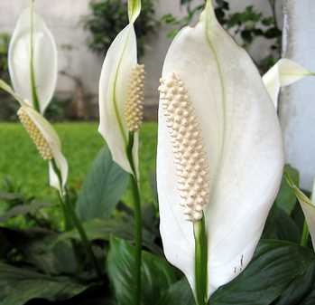 Peace Lilly