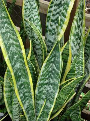 Snake Plant