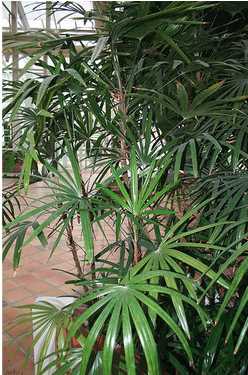 Lady Palm