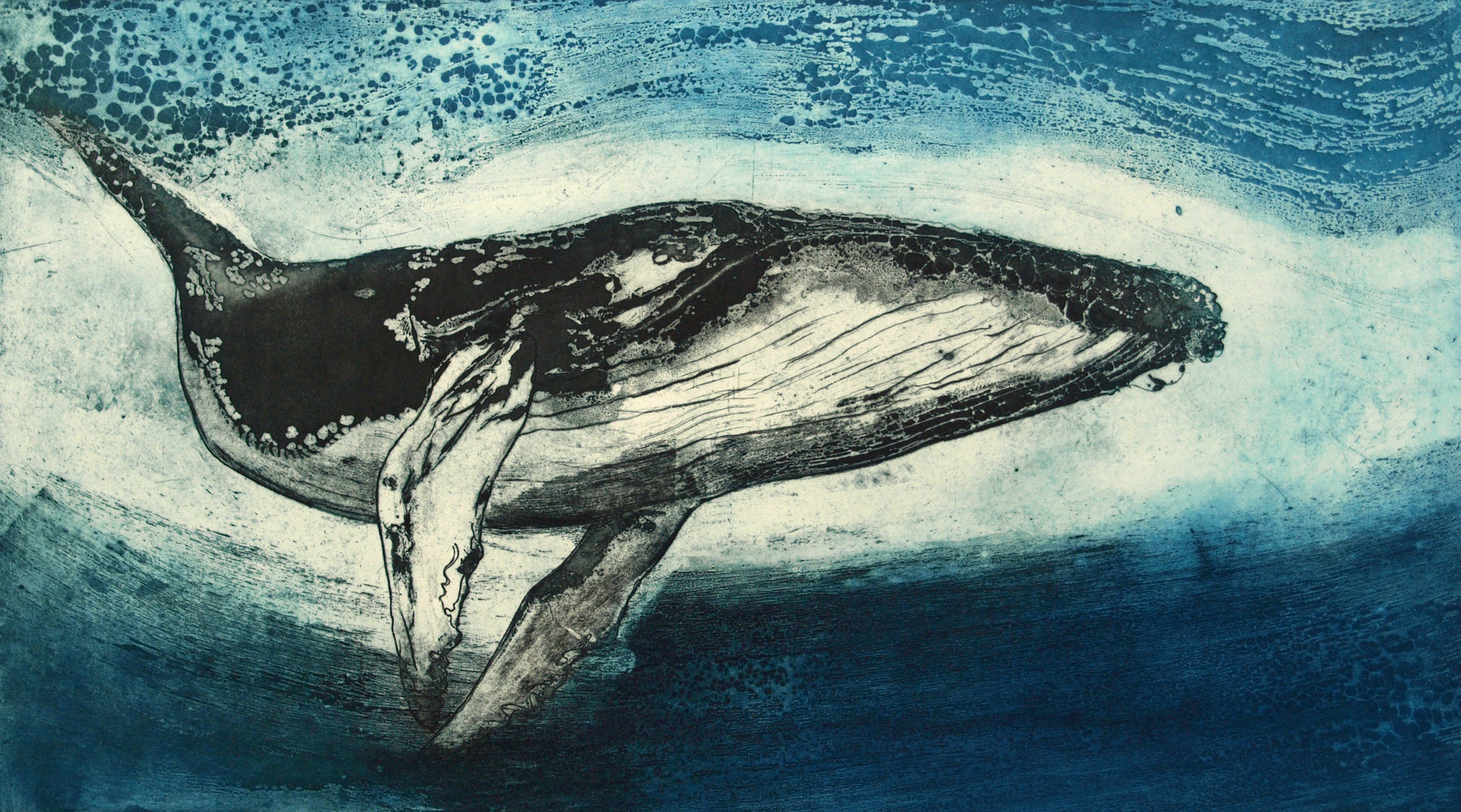   Humpback Whale IV   etching in an edition of 30 90 x 56 cm  Sold Out     