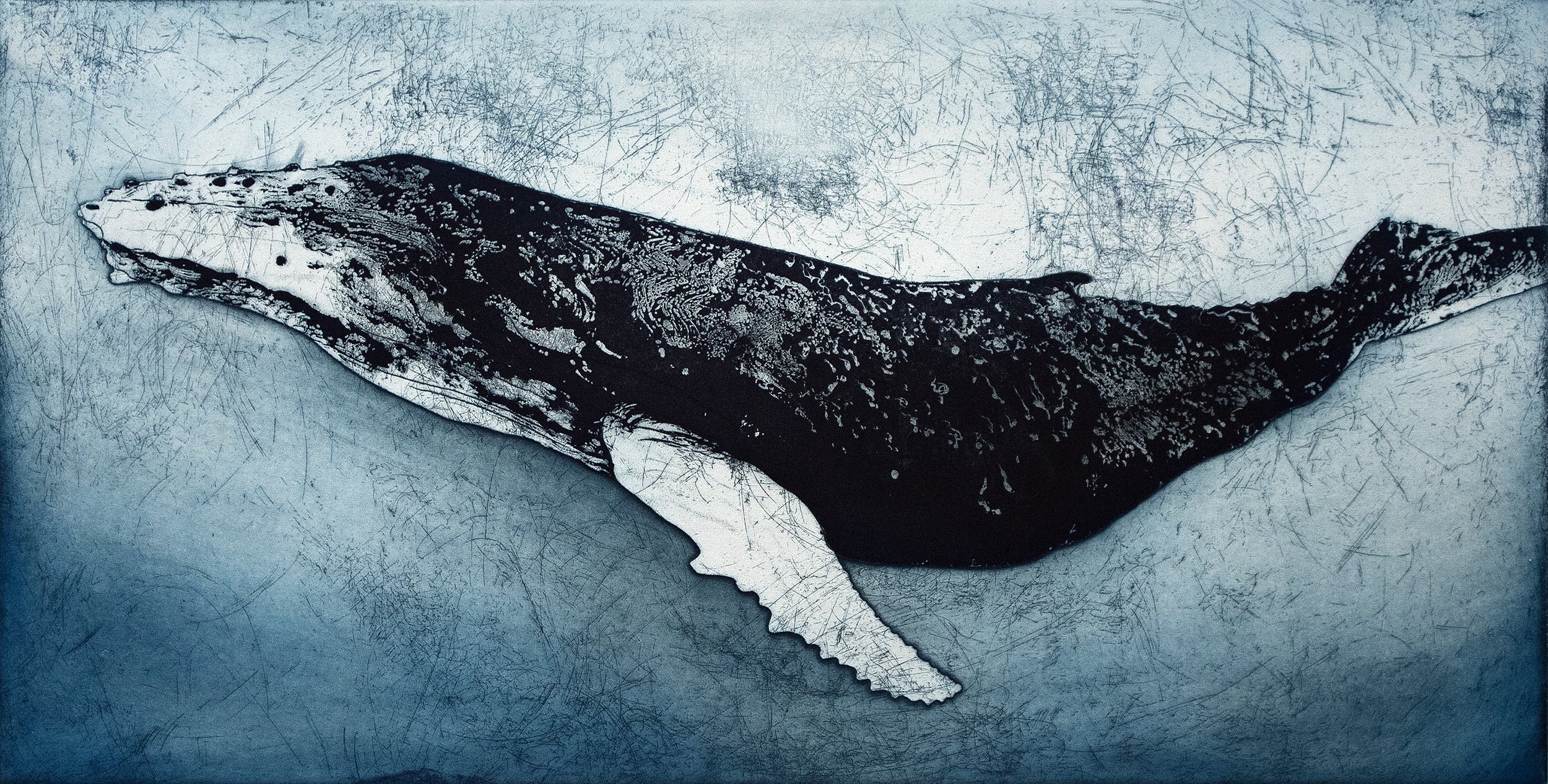 Humpback Whale VI