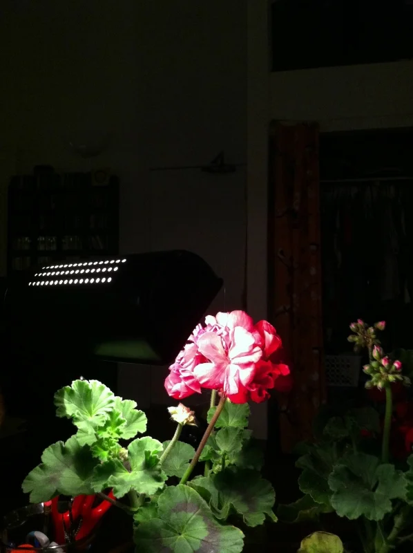 IMG_0404-w800-h800.jpg