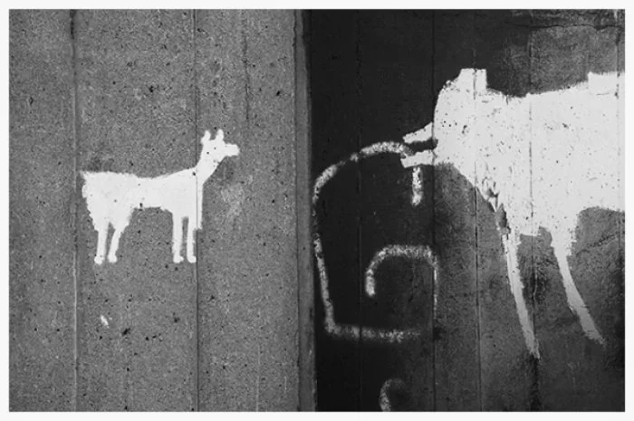  Animal Graffiti 