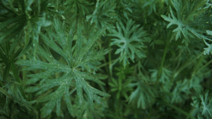 Who knew that a picture of weeds could change so much about my life, my desires, and my future.
