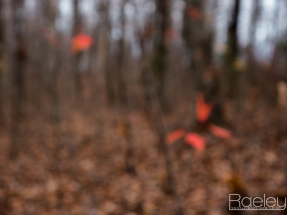 _1190558.jpg