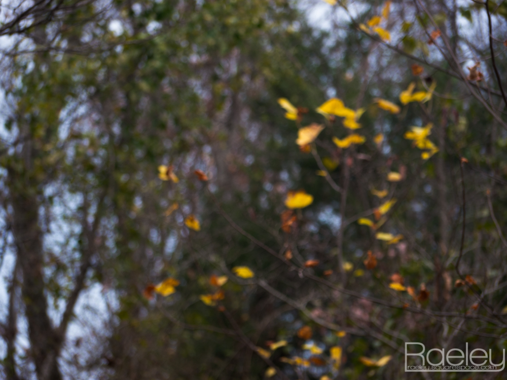 _1190570.jpg