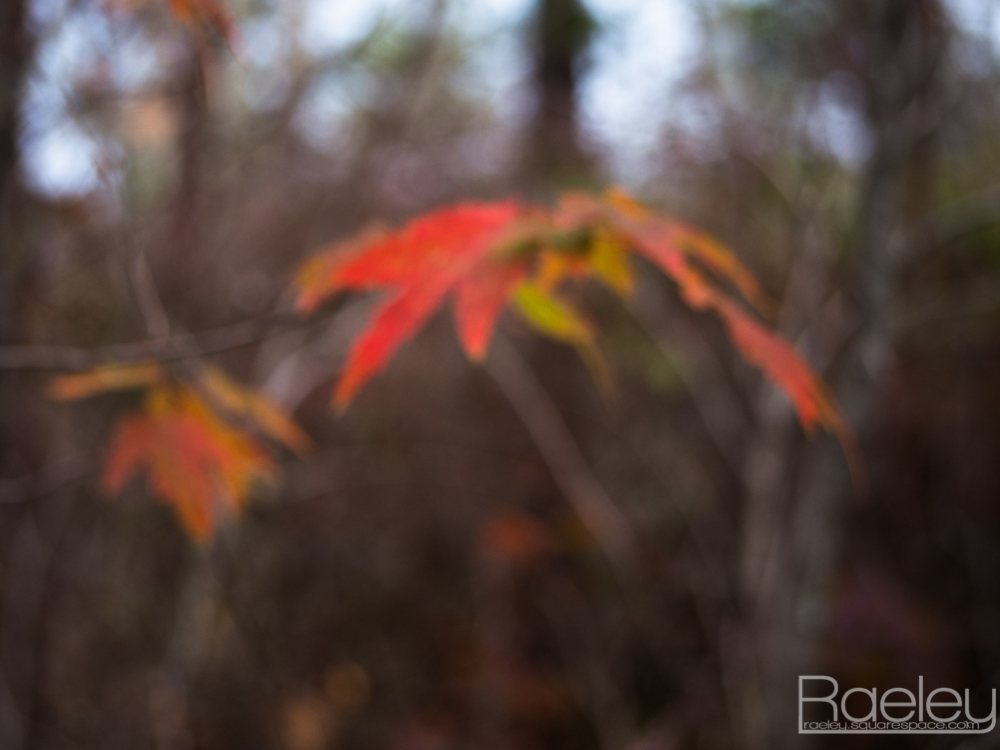 _1190636.jpg