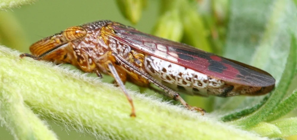 The glassy-winged sharpshooter: enemy of wine.