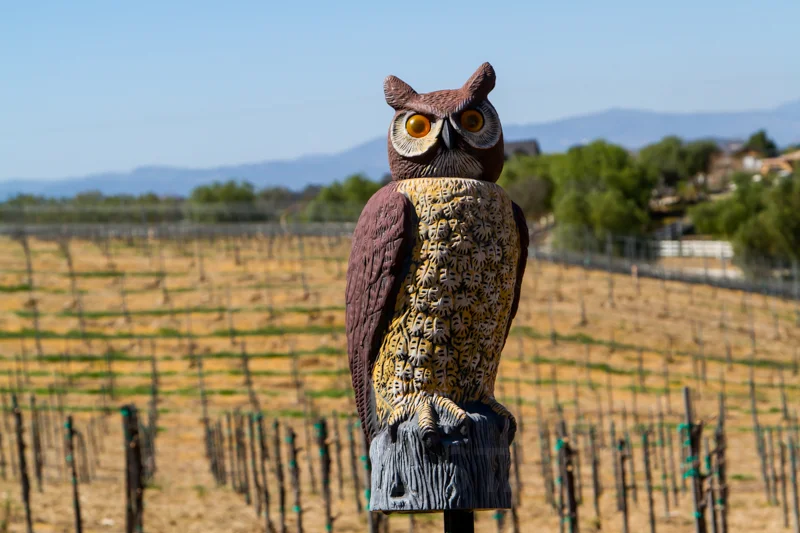 Artisanal vineyard managers use every natural means at their disposal to deter pests: everything from plastic owls to owl-houses, from which owls hunt by night and red-winged hawks hunt by day.