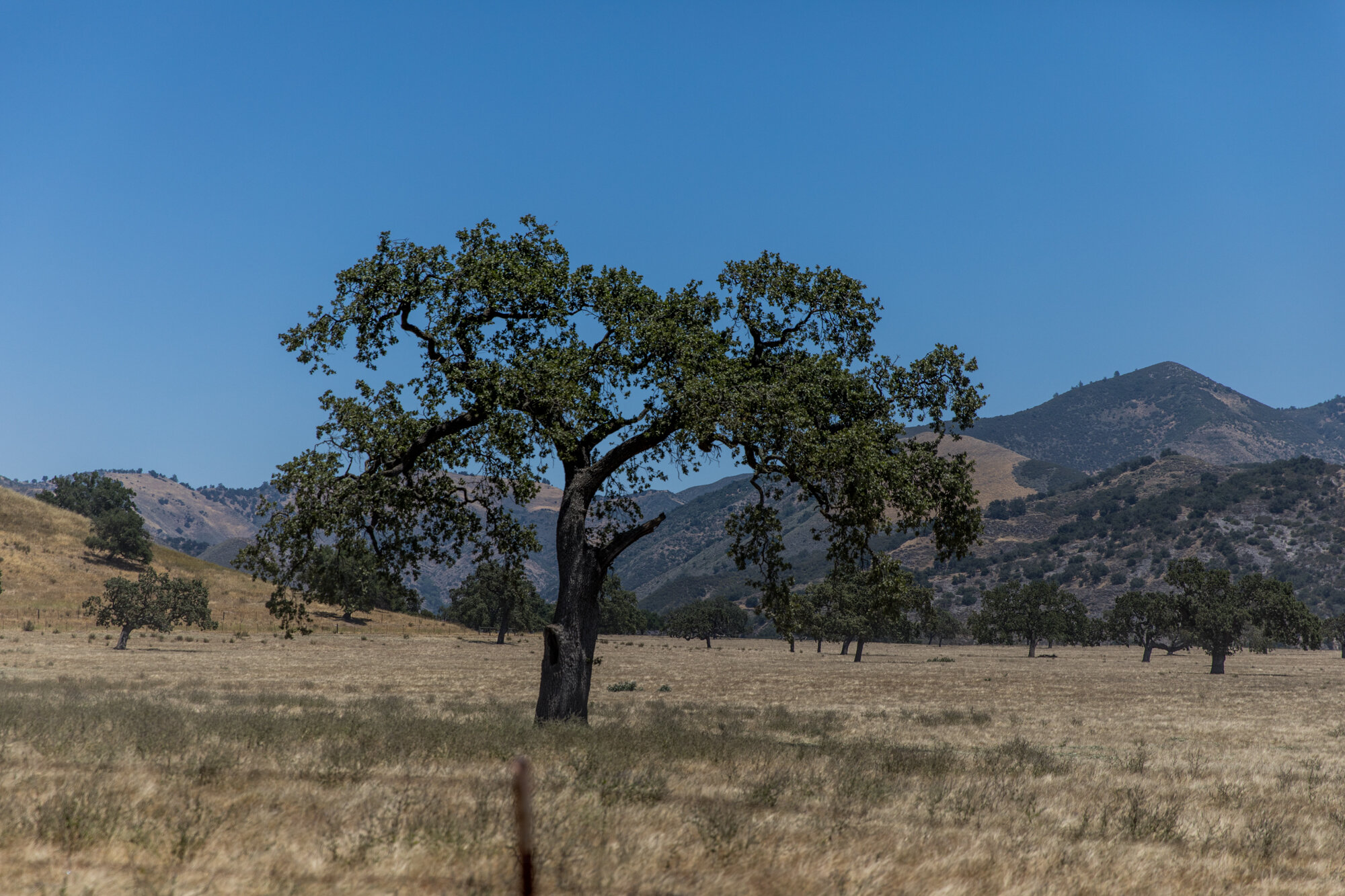 The dry eastern side of the wine country